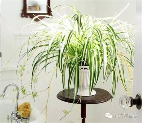 室內植物花|Top 10 室內植物推薦！用觀葉植物盆栽，輕鬆綠化居。